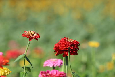 Close-up of red flowering plant