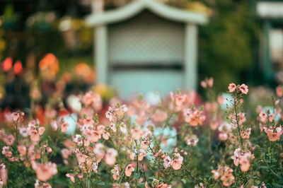 Close-up of flowers blooming outdoors