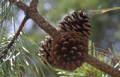 Close-up of pine cone