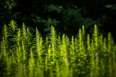 Close-up of fresh green plants on land