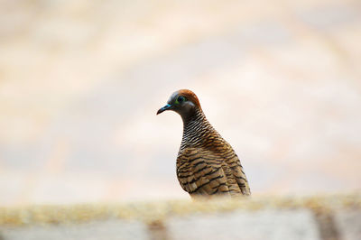 Close-up of a bird looking away