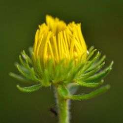 Close-up of yellow flowering plant