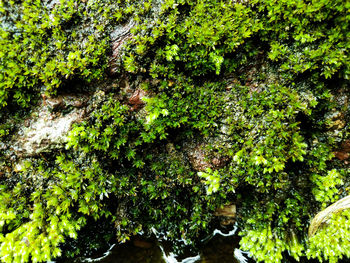 High angle view of trees in forest