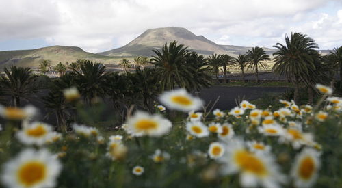 White daisies blooming against palm trees and mountains