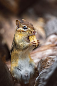 Close-up of squirrel