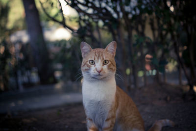 Portrait of ginger cat sitting outdoors