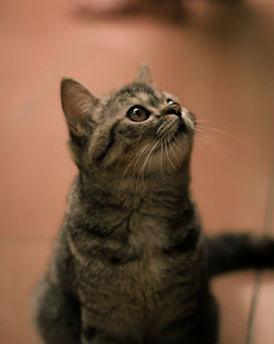 Close-up of a cat looking away