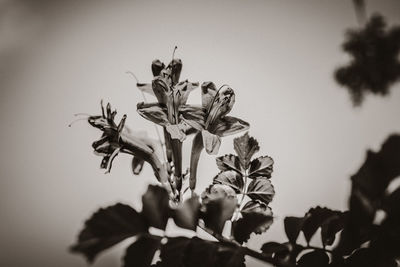 Close-up of flowering plant against clear sky