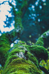 Close-up of moss growing on tree trunk