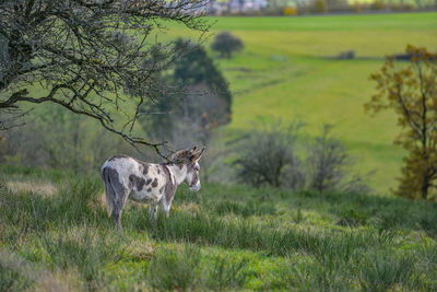 Cows in a field