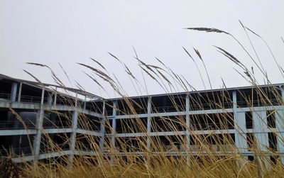 Birds flying against sky