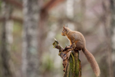 Close-up of red squirrel on tree