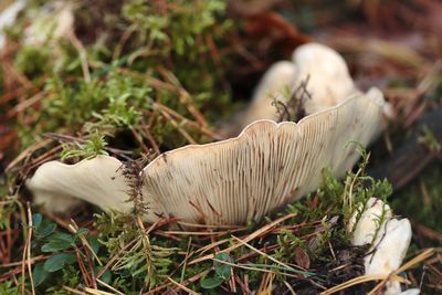 Close-up of mushroom growing on field