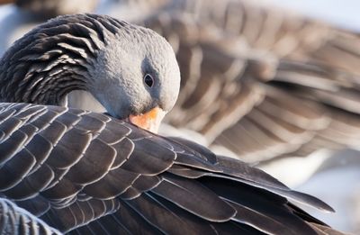 Close-up of bird