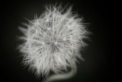 Close-up of dandelion flower against black background