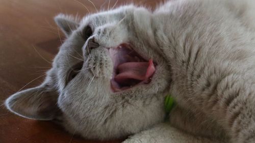 Close-up of cat relaxing on floor