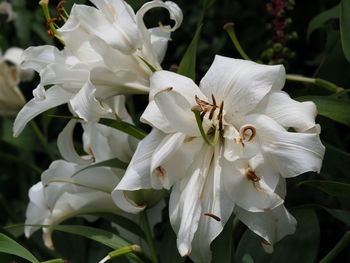 Close-up of white flowering plant