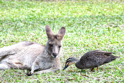 View of mallard duck on field