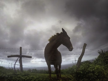 Horse against cloudy sky