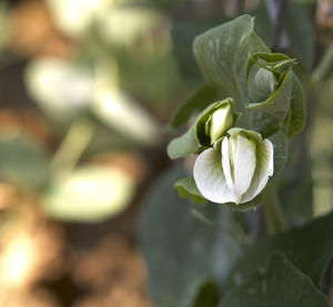 Close-up of white flowering plant