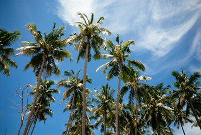 Low angle view of coconut palm trees against blue sky