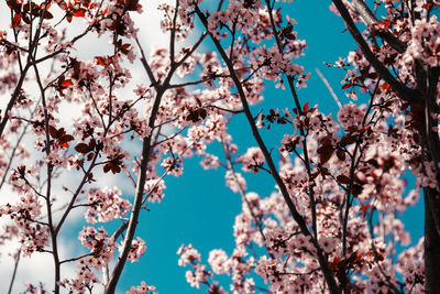 Low angle view of cherry blossoms against sky