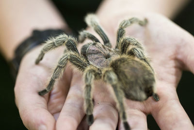 Cropped hands holding spider