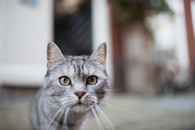 Close-up portrait of cat