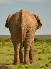 Elephant standing in a field