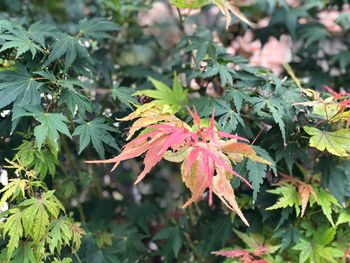 Close-up of plant in autumn leaves