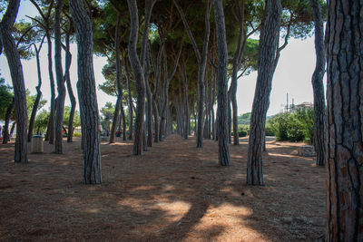 Trees in forest