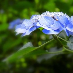 Close-up of purple flowering plant