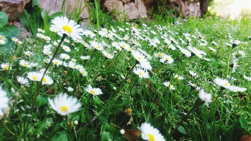 Close-up of white daisy flowers growing in field