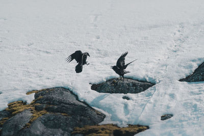 Ravens in downtown nuuk, greenland