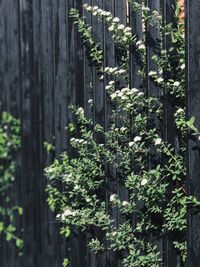 Close-up of plants against trees