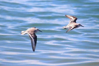 Seagulls flying over water