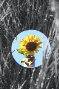 Close-up reflection of sunflower in mirror at field