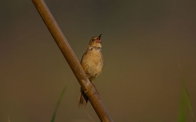 Close-up of bird perching on branch