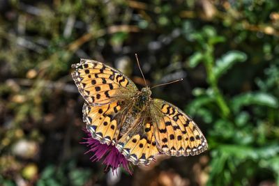 Close-up of butterfly pollinating flower