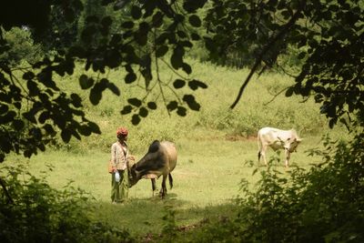 Horses in a field