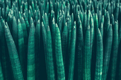 Full frame shot of plants