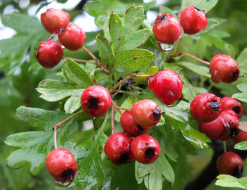 Close-up of cherries in water