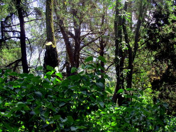 Plants and trees in forest