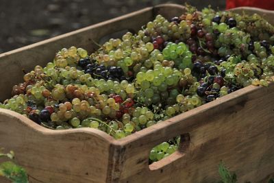 High angle view of fruits growing in container