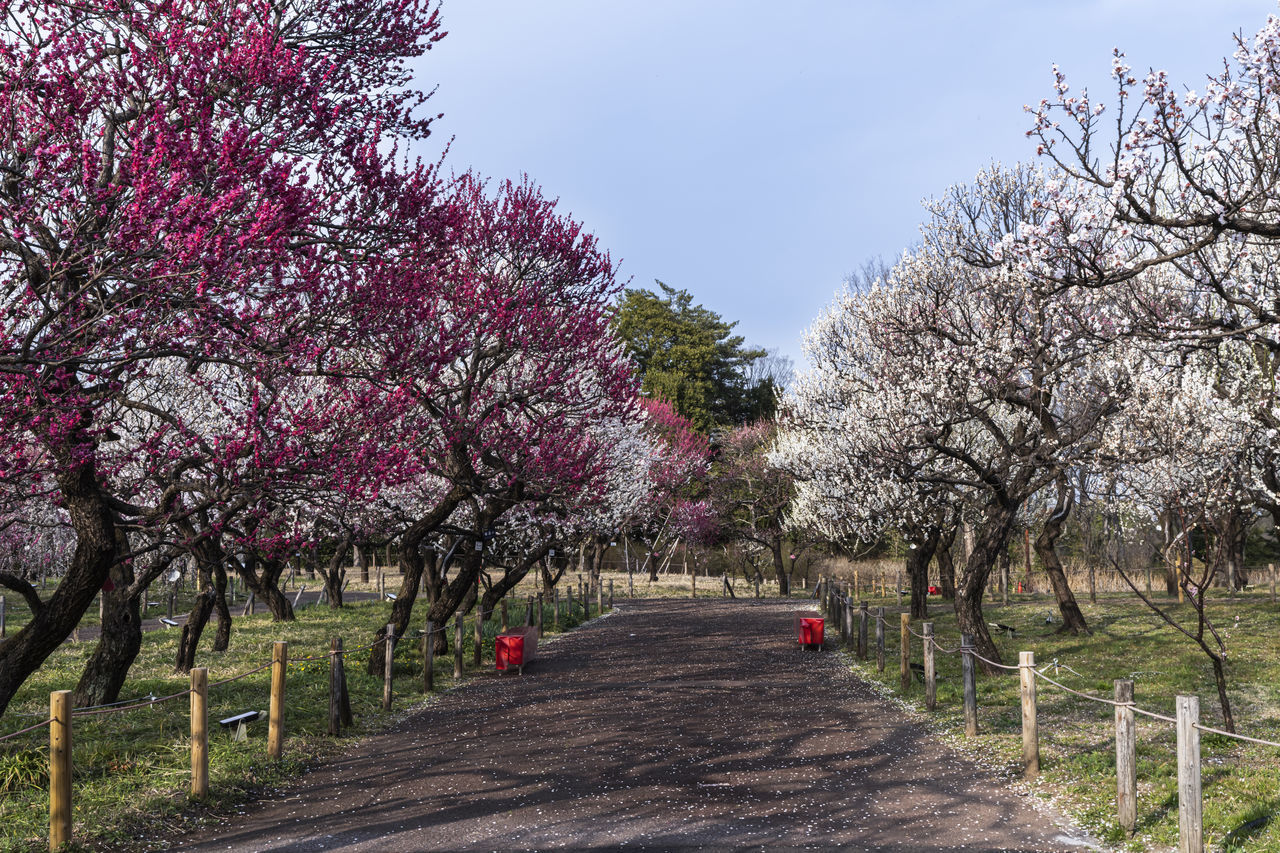 plant, tree, flower, blossom, nature, flowering plant, springtime, beauty in nature, growth, freshness, sky, cherry blossom, landscape, agriculture, fragility, cherry tree, the way forward, road, footpath, no people, diminishing perspective, treelined, almond tree, transportation, pink, outdoors, scenics - nature, environment, orchard, fruit tree, day, food and drink, in a row, fruit, branch, rural scene, food, tranquility, land, park, travel, travel destinations