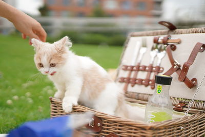 Cat in basket