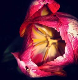 Close-up of hibiscus against black background