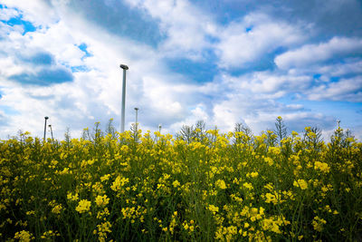 Scenic view of oilseed rape field against sky