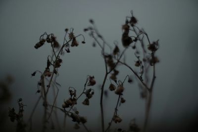 Close-up of plant against sky