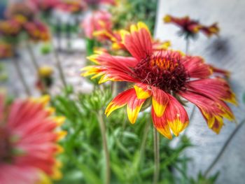 Close-up of red flowering plant